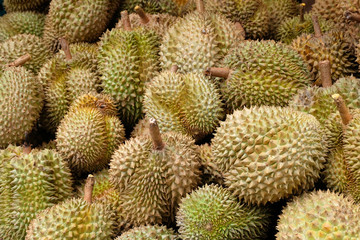 Fototapeta premium Durian is fruit in Thailand