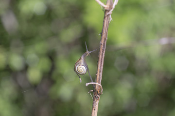 A small snail's snail creeps on a branch in front of a soft green bokeh background and sticks out her stare eyes