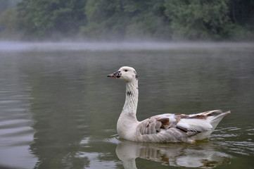 a beautiful white and brown colors of Canada goose floating on the lake water surrouding with white fog  