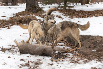 Three Grey Wolves (Canis lupus) Tails Up at White-Tail Deer Kill
