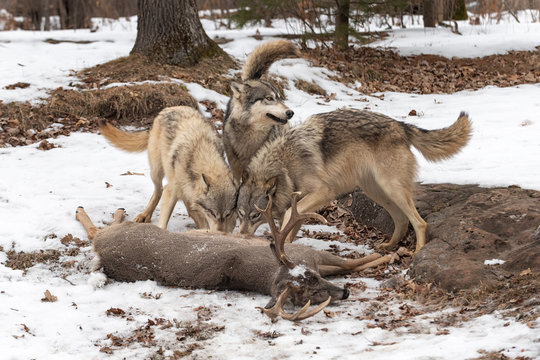 Three Grey Wolves (Canis lupus) Tails Up at White-Tail Deer Kill