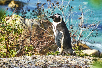 Penguins in boulder's beach cape-town south-africa with seaside and moutain view