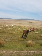 horses,animal,grass,landscape,hill