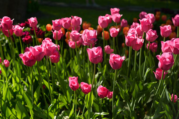 Fototapeta premium Blossoming tulips background.