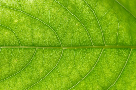 Green Leave Close Up