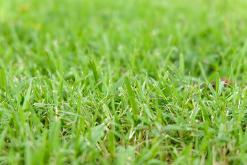 Beautiful green grass texture