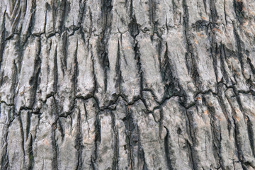 close up texture of coconut