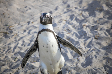 Obraz premium Cute African Penguin running at sunrise on Boulders Beach, Cape Town, South Africa.
