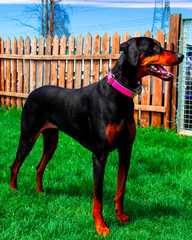 chien