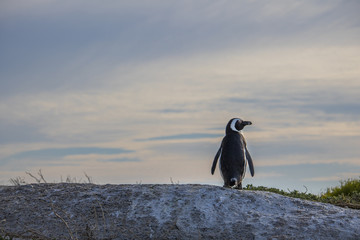 Obraz premium Cute African Penguin overlooking the view at sunrise on Boulders Beach, Cape Town, South Africa.