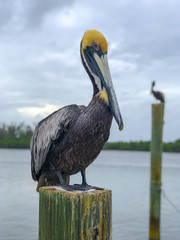 A beautiful pelican on the pier. Miami, Florida