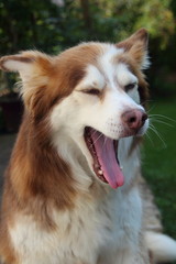 Portrait Husky 