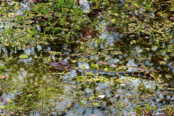 Small Baby Crocodile, Florida National Park. Very cute baby alligator. Side profile. Everglades national park, Florida, America. Rainy day. Vacation for rangers