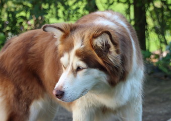 Portrait Husky 