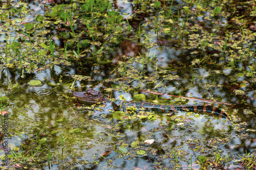 Small Baby Crocodile Florida National Park Very Cute Baby