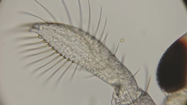 close-up of the front leg, a paddle-like larva Lesser water boatman under a microscope
