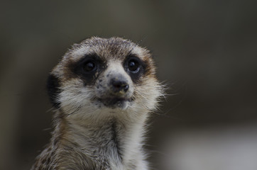 Zoo