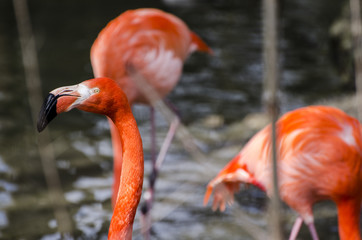 Zoo