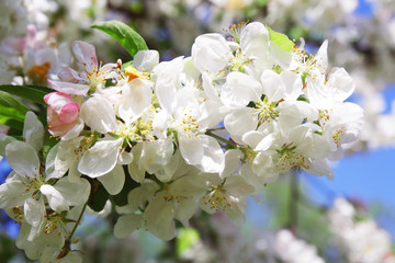 The blossom tree in the hotel.