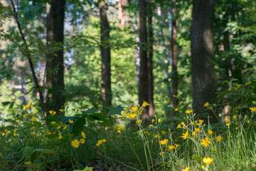 yellow flowers in summer forest