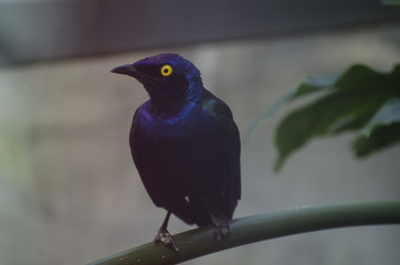 Zoo