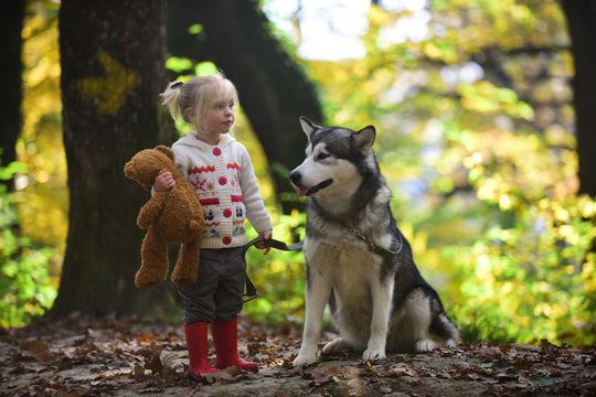 Kid play with dog in autumn forest. Kid with malamute and teddy bear on fresh air outdoor