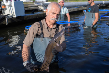 senior veterinary checking fishs health at caviar fish farm