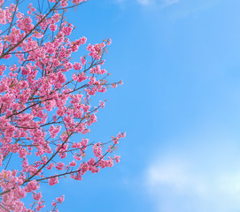 pink sakura flowers, beautiful Cherry Blossom in nature .