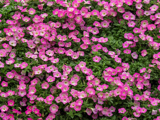 beautiful flowers, decorative hand craft