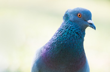 close up shot on pigeon , bird of peace, on the park