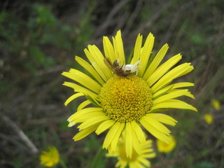 Tormosido caza abeja