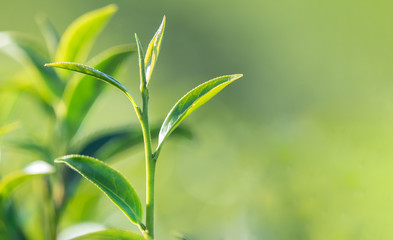 beautiful fresh tea leaves in nature farm,
