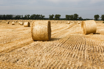 Fototapeta premium Harvested field with straw bales in summer
