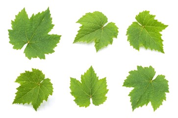 collection of green grape leaves isolated on white background