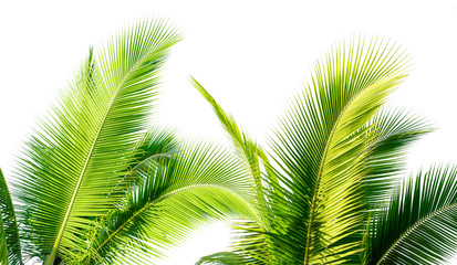 green cocount leaf of  palm tree isolated