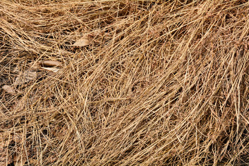 brown dry grass texture - background