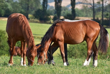 Fototapeta premium purebred horses,Czech republic