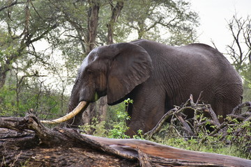 big male elephant,Kruger national park