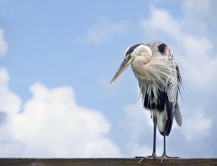 Beautiful Great Blue Heron Standing on a Ocean Florida Pier