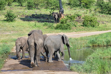 eautiful herd of elephants drinking near Pioneer Dam in Kruger National park in South Africa