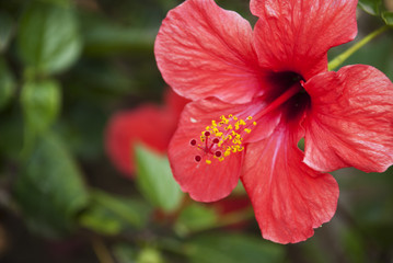 Red closeup hibiscus flower with green leaves. Tropical summer floral colorful background