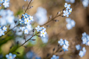 Soft bokeh photo. small blue flowers forget-me-not the field, toning