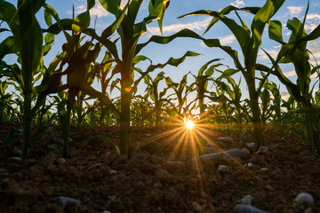 Sonnenuntergang im Kornfeld