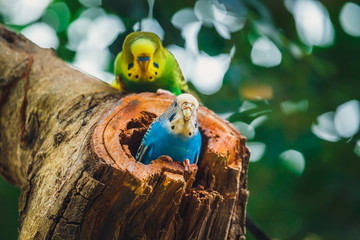 Budgerigars sitting in the nest, Melopsittacus undulatus