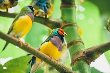The Lady Gouldian finch, Erythrura gouldiae, close up