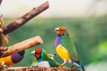 The Lady Gouldian finch, Erythrura gouldiae, close up