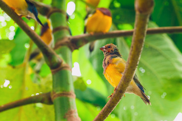 The Lady Gouldian finch, Erythrura gouldiae, close up