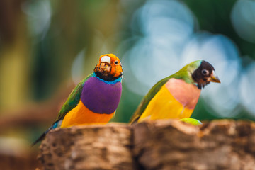 The Lady Gouldian finch, Erythrura gouldiae, close up