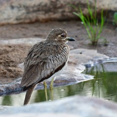 water dikkop bird ,Thick-knee, Burhinus vermiculatus in Kruger National park in South Africa