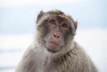 Portret of Gibraltar Magot monkey. Barbary macaque ape